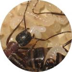 Camponotus ligniperdus_oeufs