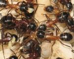 Camponotus ligniperdus