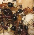 Camponotus ligniperdus