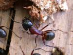 Camponotus ligniperda bis