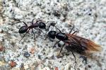 Camponotus ligniperda - ouvrire + princesse