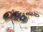 Camponotus ligniperda