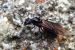 Camponotus ligniperda princesse