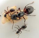 fondation Camponotus ligniperdus