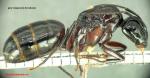 Camponotus herculeanus- ligniperdus