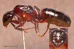 gyne Camponotus herculeanus ligniperdus