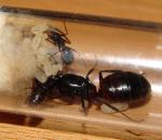 Camponotus ligniperdus