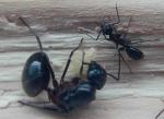 ponte chez Camponotus ligniperdus